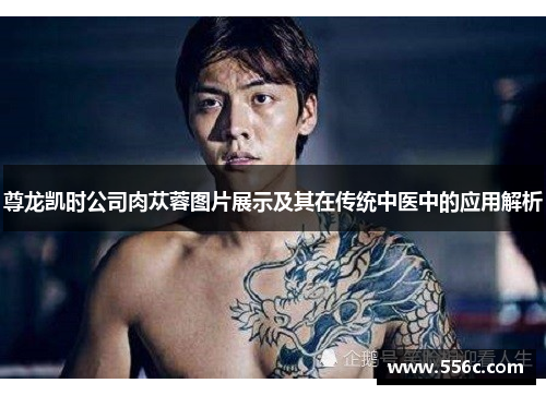 尊龙凯时公司肉苁蓉图片展示及其在传统中医中的应用解析