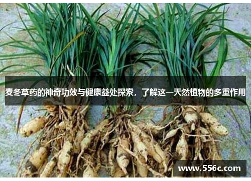 麦冬草药的神奇功效与健康益处探索，了解这一天然植物的多重作用