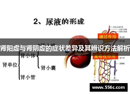 肾阳虚与肾阴虚的症状差异及其辨识方法解析
